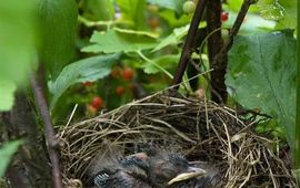 Nest jonge merels