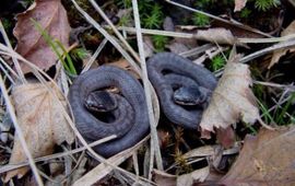 Twee pasgeboren gladde slangetjes. Dat de eerste vervelling aanstaande is, is te zien aan de grijswitte kleur van de loslatende bovenste huidlaag.