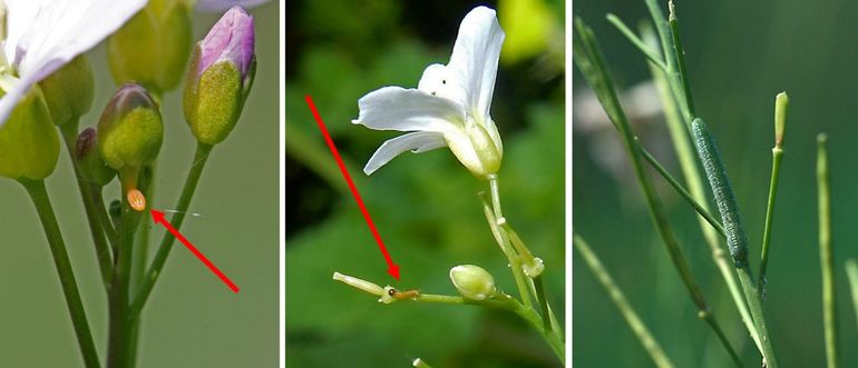 Eitje, jonge rups en wat oudere rups van oranjetipje op pinksterbloem