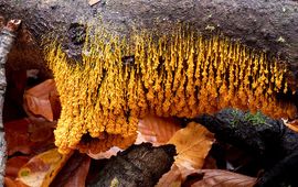 Troskalknetje, Badhamia utricularis, De Horsten, Voorschoten (ZH) 15 november 2019