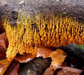 Troskalknetje, Badhamia utricularis, De Horsten, Voorschoten (ZH) 15 november 2019