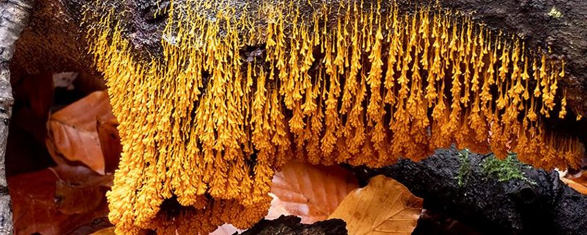 Troskalknetje, Badhamia utricularis, De Horsten, Voorschoten (ZH) 15 november 2019