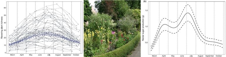 Het aantal bloeiende planten per tuin (links) en de suikerproductie in de nectar (rechts)