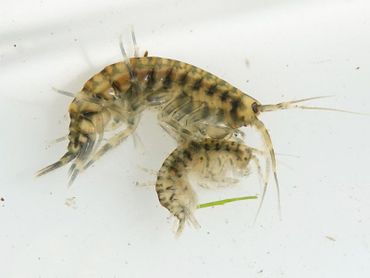Tijgervlokreeft (Gammarus tigrinus)