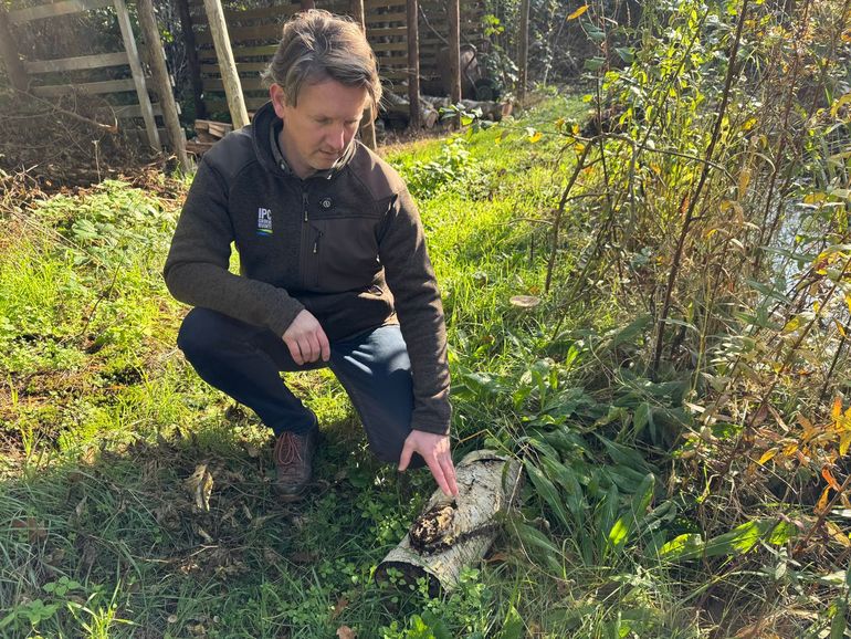Stukken stam bieden leefruimte voor paddenstoelen en schimmels