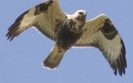 Buteo lagopus. Ruigpootbuizerd