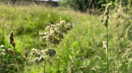 Gras in volle bloei