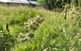 Gras in volle bloei