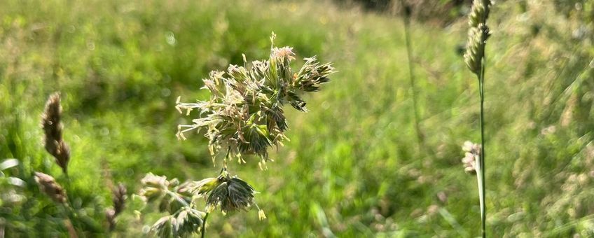 Gras in volle bloei