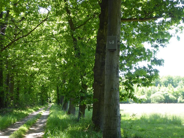 Een van de 75 voor de mopsvleermuis opgehangen vleermuiskasten in de regio van Winterswijk. Het zijn platte kasten van Strobel
