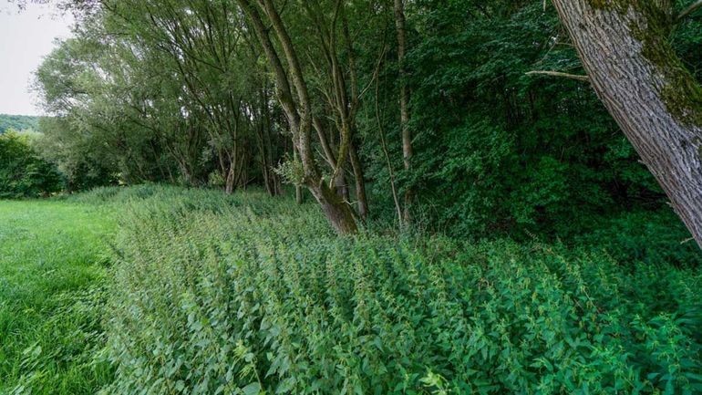 Door een overmaat aan voedingsstoffen raken bloemrijke boszomen overwoekerd door brandnetel