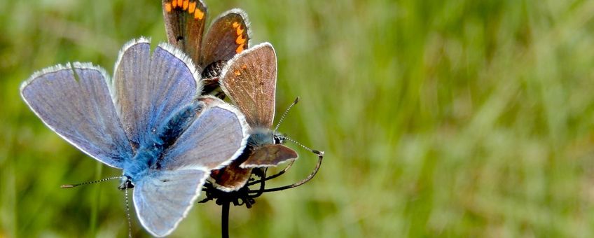 Blauwe en bruine blauwtjes