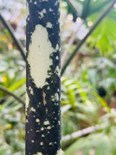 Amorphophallus-nepper