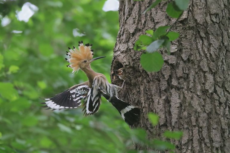 In het Leenderbos (NB) broedde een paar hoppen succesvol