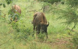 Wisent op de Veluwe snoeit Amerikaanse vogelkers VOOR EENMALIG GEBRUIK