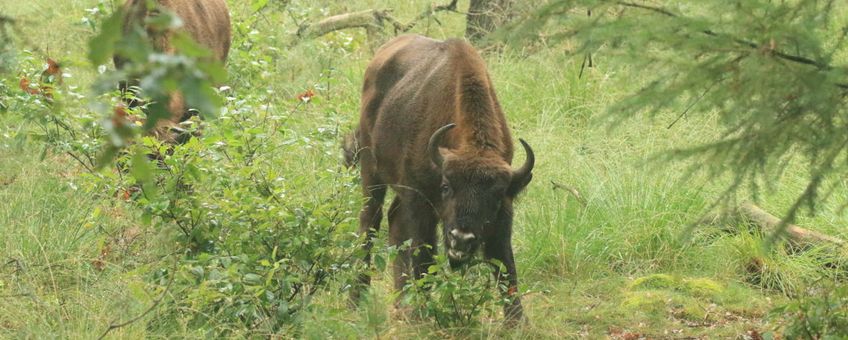 Wisent op de Veluwe snoeit Amerikaanse vogelkers VOOR EENMALIG GEBRUIK