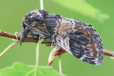 Populierenkameeltje, oude naam: wilgentandvlinder