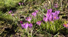 Paarse krokus in bloei