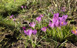 Paarse krokus in bloei