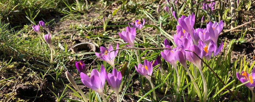 Paarse krokus in bloei