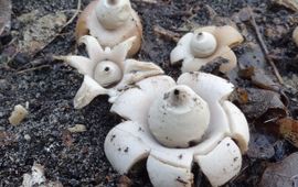 Geastrum saccatum. Viltige aardster