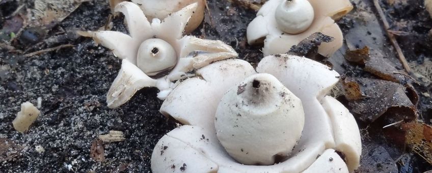 Geastrum saccatum. Viltige aardster