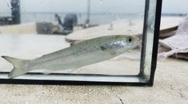 Bij Numansdorp worden gezenderde jonge zalmen (smolts) uitgezet voor hun trek naar de Noordzee