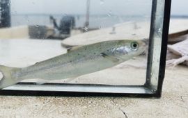 Bij Numansdorp worden gezenderde jonge zalmen (smolts) uitgezet voor hun trek naar de Noordzee