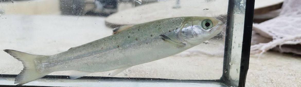 Bij Numansdorp worden gezenderde jonge zalmen (smolts) uitgezet voor hun trek naar de Noordzee