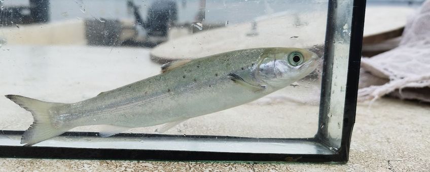Bij Numansdorp worden gezenderde jonge zalmen (smolts) uitgezet voor hun trek naar de Noordzee