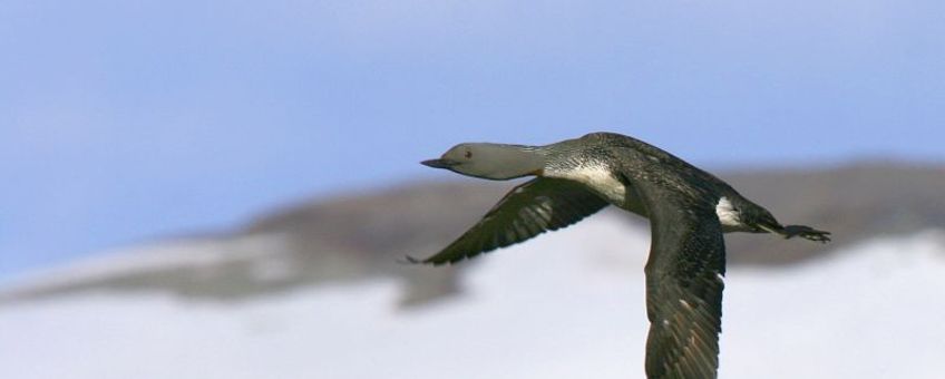 Roodkeelduiker, vliegend