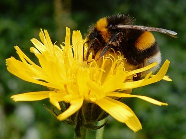 Aardhommel, een van de wilde bijen die gevoelig zijn voor bestrijdingsmiddelen
