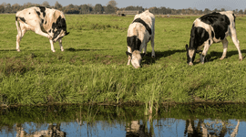 Grassy field near the water with cows grazing during the day.
