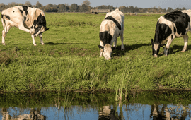 Grassy field near the water with cows grazing during the day.