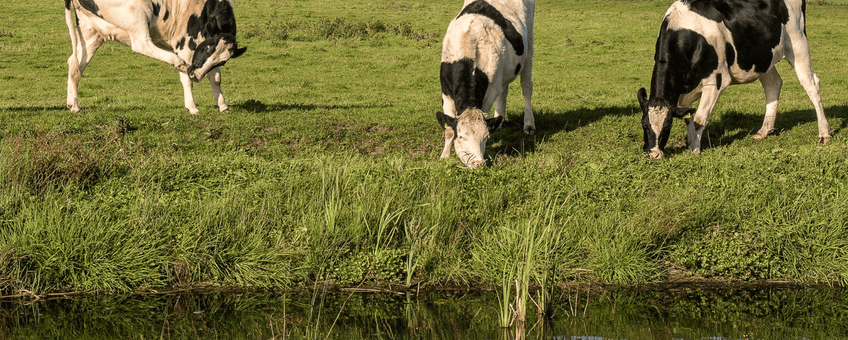 Grassy field near the water with cows grazing during the day.