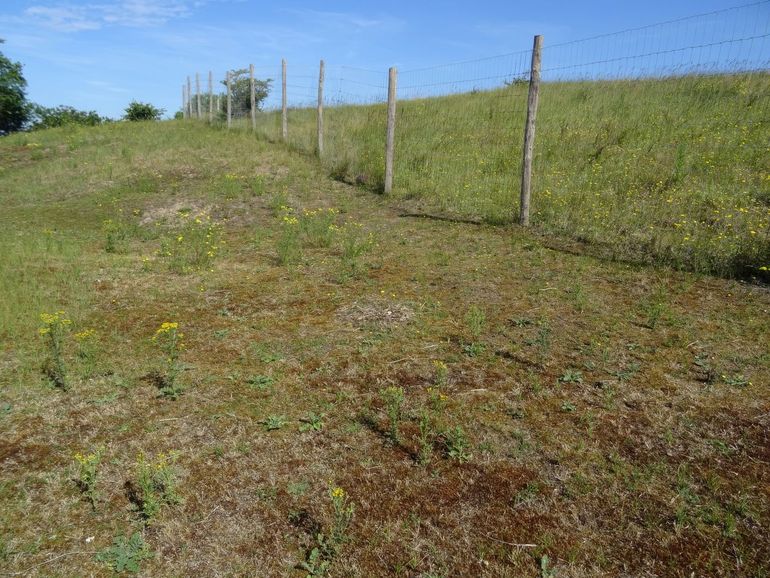 Een exclosure waar de damherten niet kunnen komen laat zien dat de bloemenrijkdom zonder hertenvraat een stuk groter is