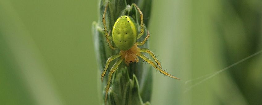 De Gewone komkommerspin houdt van tuinen, de Tweelingkomkommerspin niet (foto: Leo Janssen)