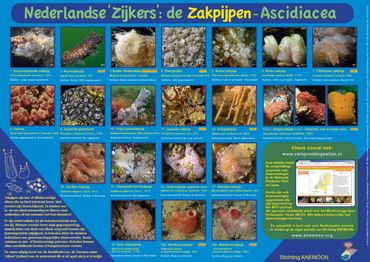 Poster zakpijpen