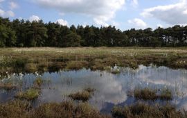 Harry Boonstra Leefgebied van Holocentropus insignis in het Fochteloërveen