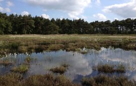 Leefgebied van Holocentropus insignis in het Fochteloërveen