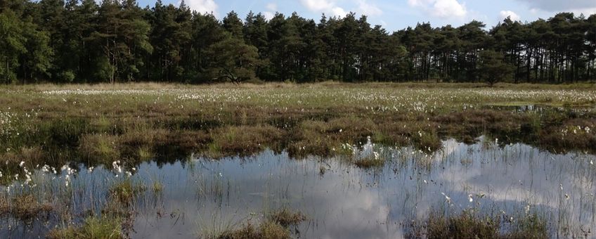 Leefgebied van Holocentropus insignis in het Fochteloërveen