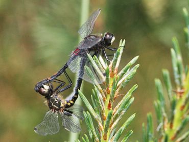 De venglazenmaker staat, net als veel libellen uit vennen, sterk onder druk