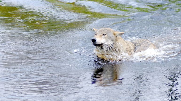 Zwemmende wolf
