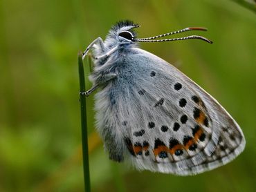 Dit heideblauwtje en bruine vuurvlinder (leadfoto) vestigden zich na ontgronding in verschillende terreinen