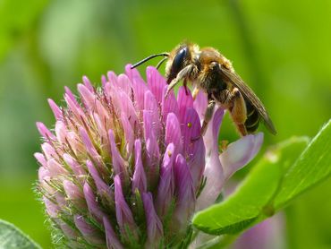 Geelstaartklaverzandbij, een specialist van klavers