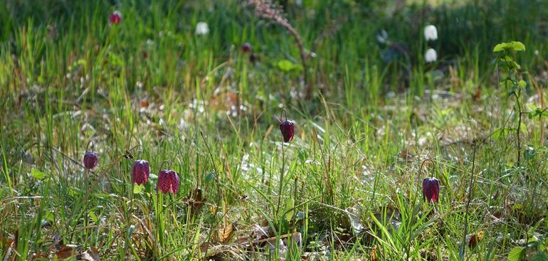 Kievitsbloemen in hooiland langs de beek in de Hortus Nijmegen, met enkele witbloeiende exemplaren op de achtergrond