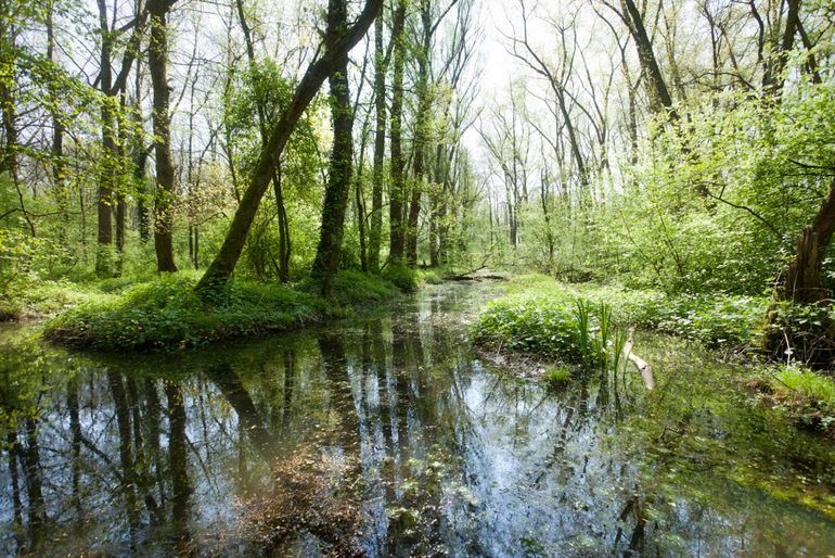 Water in het bos laten infiltreren