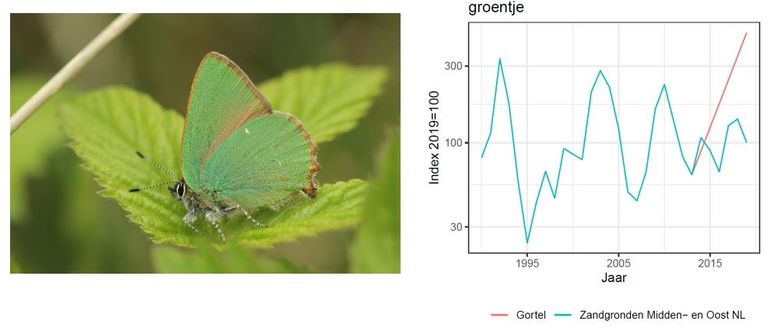 Aantalsontwikkeling van bosparelmoervlinder en groentje voor de regio ‘zandgronden Midden- en Oost-Nederland’ (blauwe lijn) en voor onderzoeksgebied Gortel (rode lijn). De y-as is logaritmisch. Bosparelmoervlinder heeft het in Gortel ongeveer even slecht gedaan als in de hele regio, het groentje heeft het veel beter gedaan