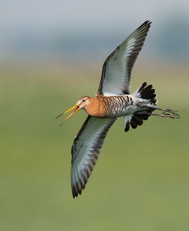 De grutto is de Koning van de Weide en onze Nationale Vogel