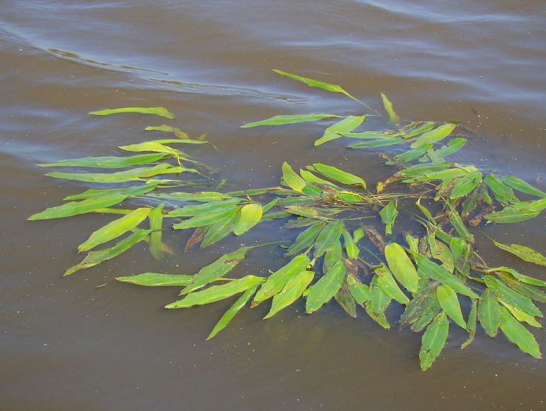 Rivierfonteinkruid is vanaf de oever goed herkenbaar aan de meestal lang gesteelde, leerachtige drijfbladen die in een waaier op het water liggen.